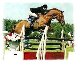 showjumping_skippytoo.jpg